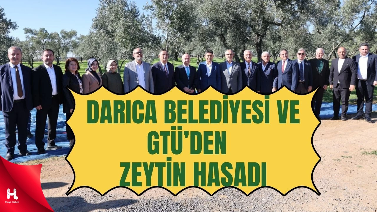 Orman Köyü Projesi İlk Meyvesini Verdi: Darıca’da Organik Zeytin Hasadı