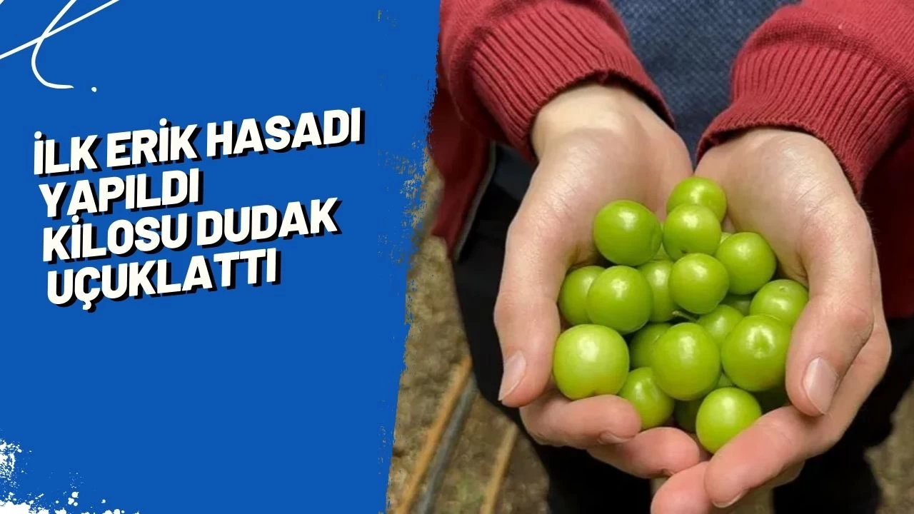 İlk Erik Hasadı Yapıldı: Kilosu Dudak Uçuklattı