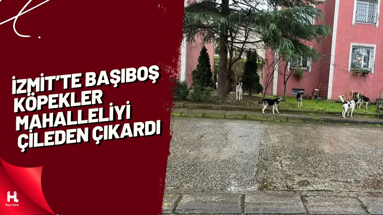 İzmit’te Başıboş Köpekler Mahalleliyi Çileden Çıkardı