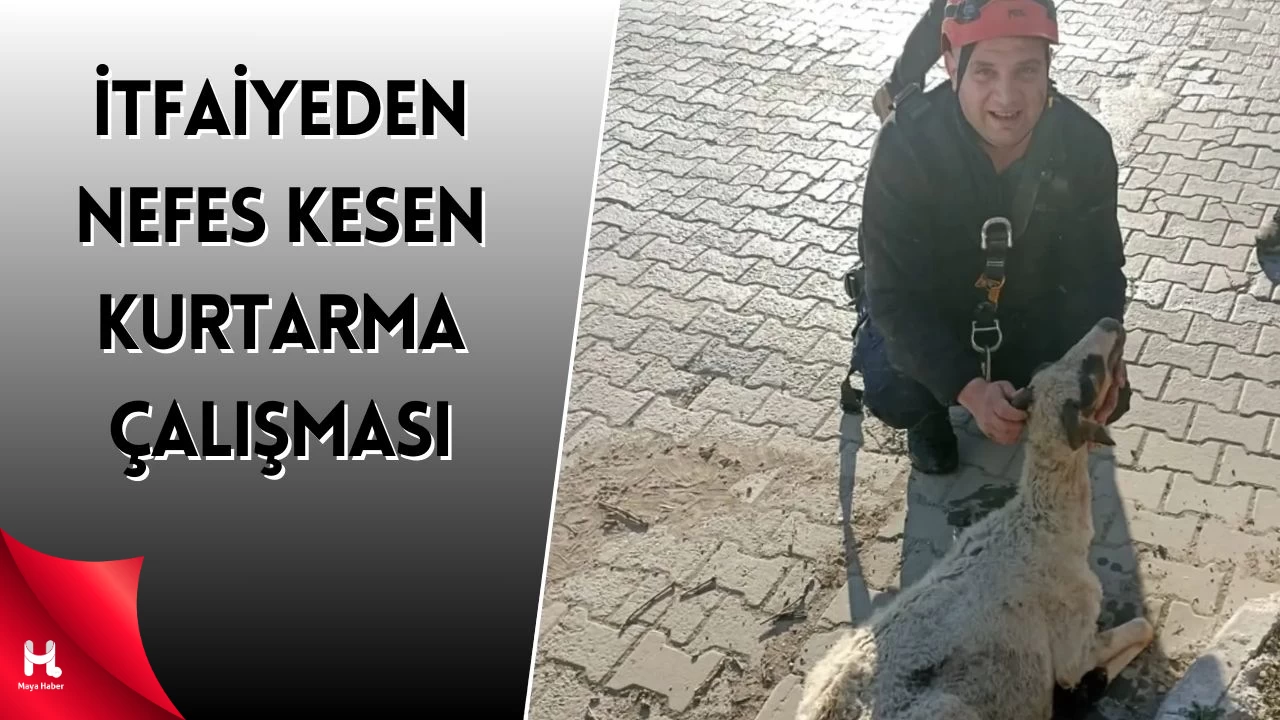 Balıkesir Edremit'te Koyun Kuyuya Düştü, İtfaiye Kurtardı