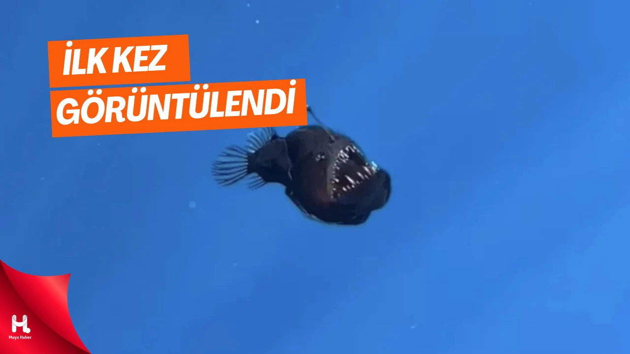 Okyanusun Gizemli Canavarı İlk Kez Görüntülendi