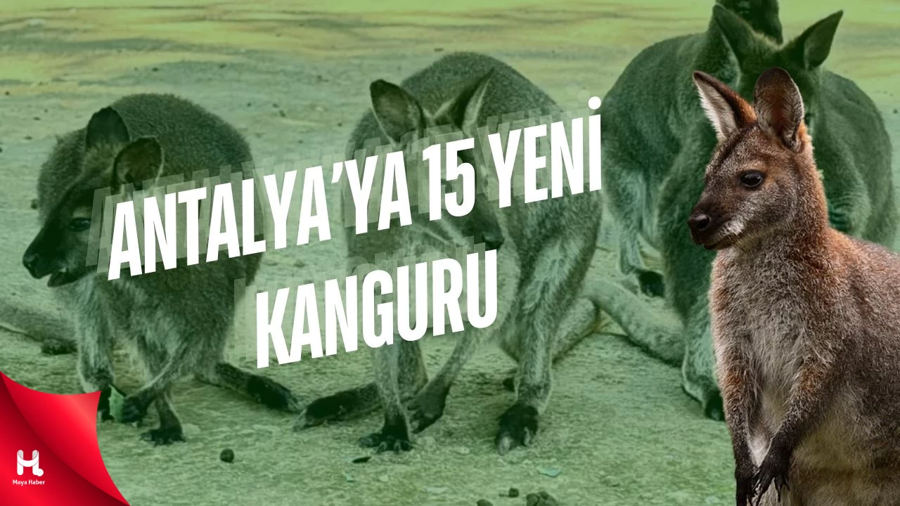 Antalya Doğal Yaşam Parkı 15 yavru Kanguruyla Şenlendi