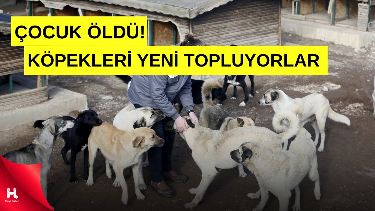 Başıboş Köpeklerin Saldırısı!