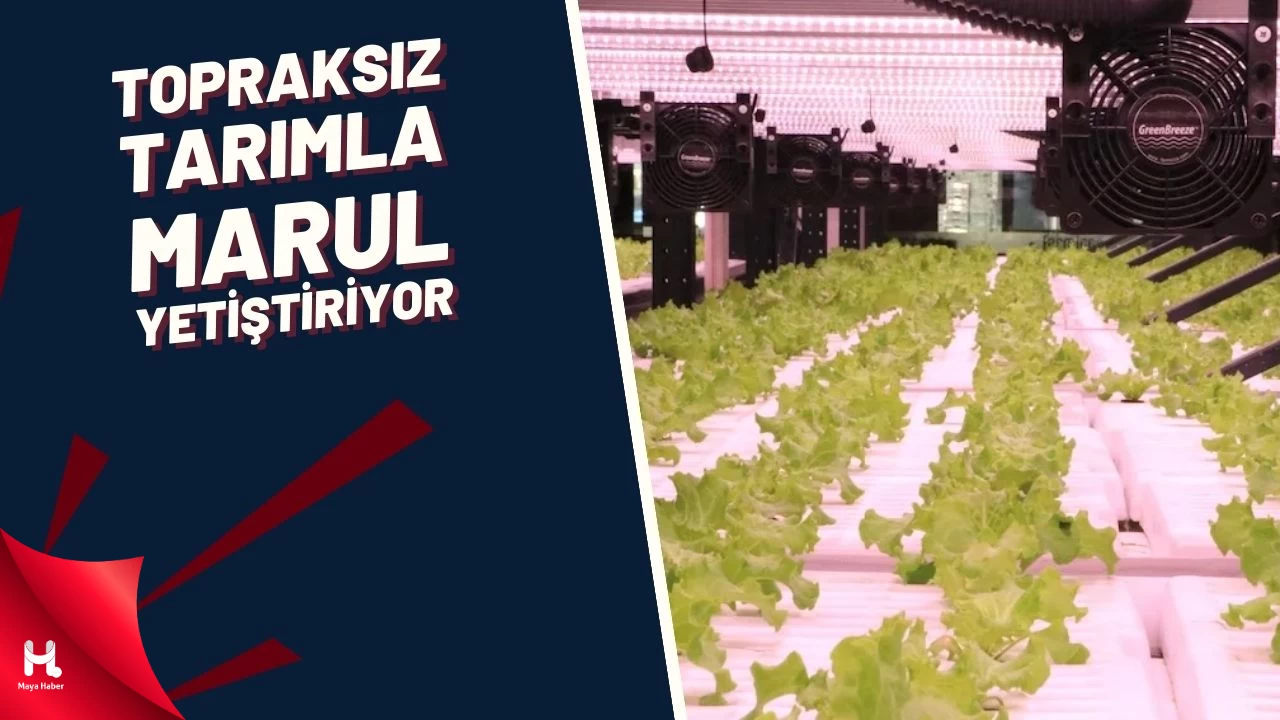 Tekstil Fabrikasında Topraksız Tarımla Marul Yetiştiriyor
