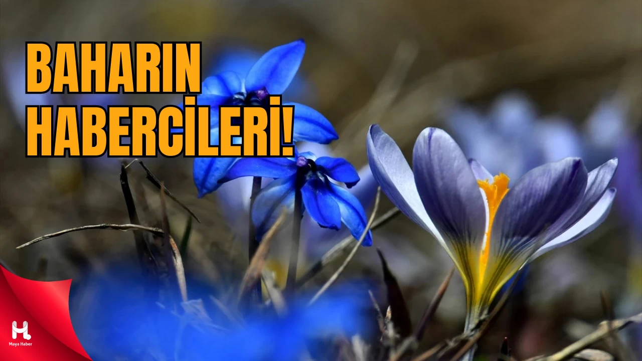 Kars’ta Baharın Habercisi Kardelen ve Çiğdemler Açtı!