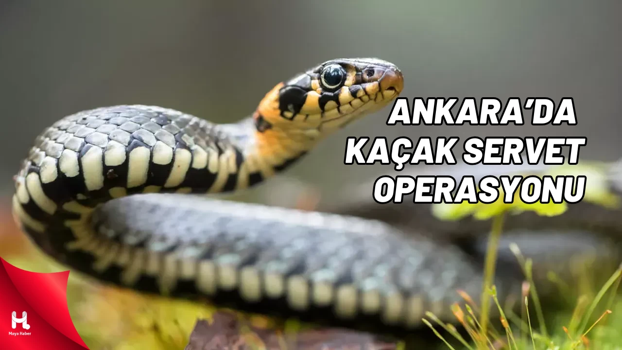 "Ankara'da Yasa Dışı Servet: Milyonluk Zehir Ele Geçirildi!"