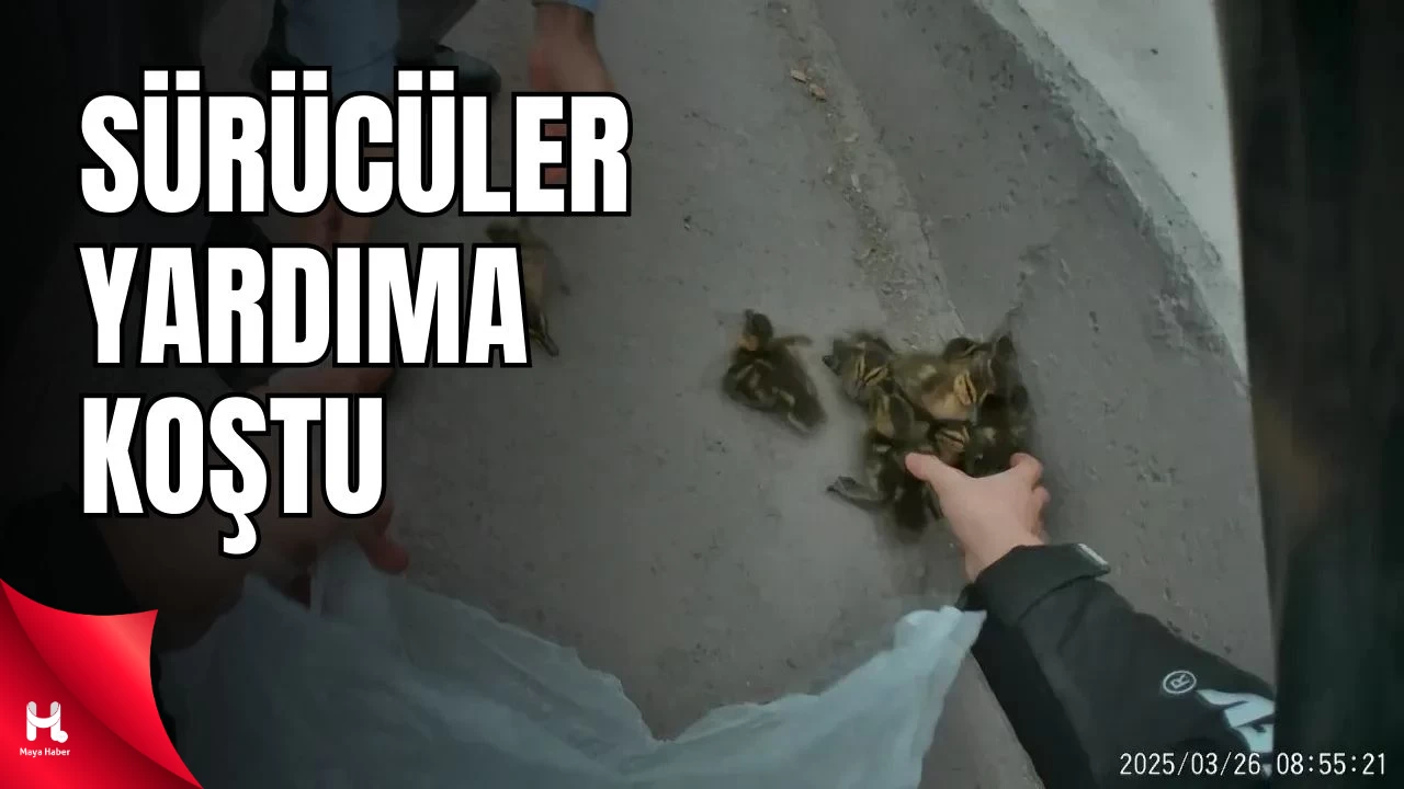 İzmit’te Yavru Ördekler Trafiği Durdurdu