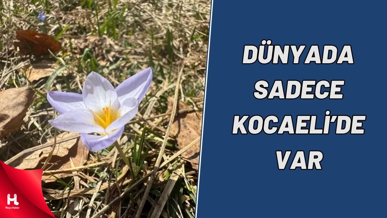 Keltepe Çiğdeminin Korunması Hayati Önem Taşıyor