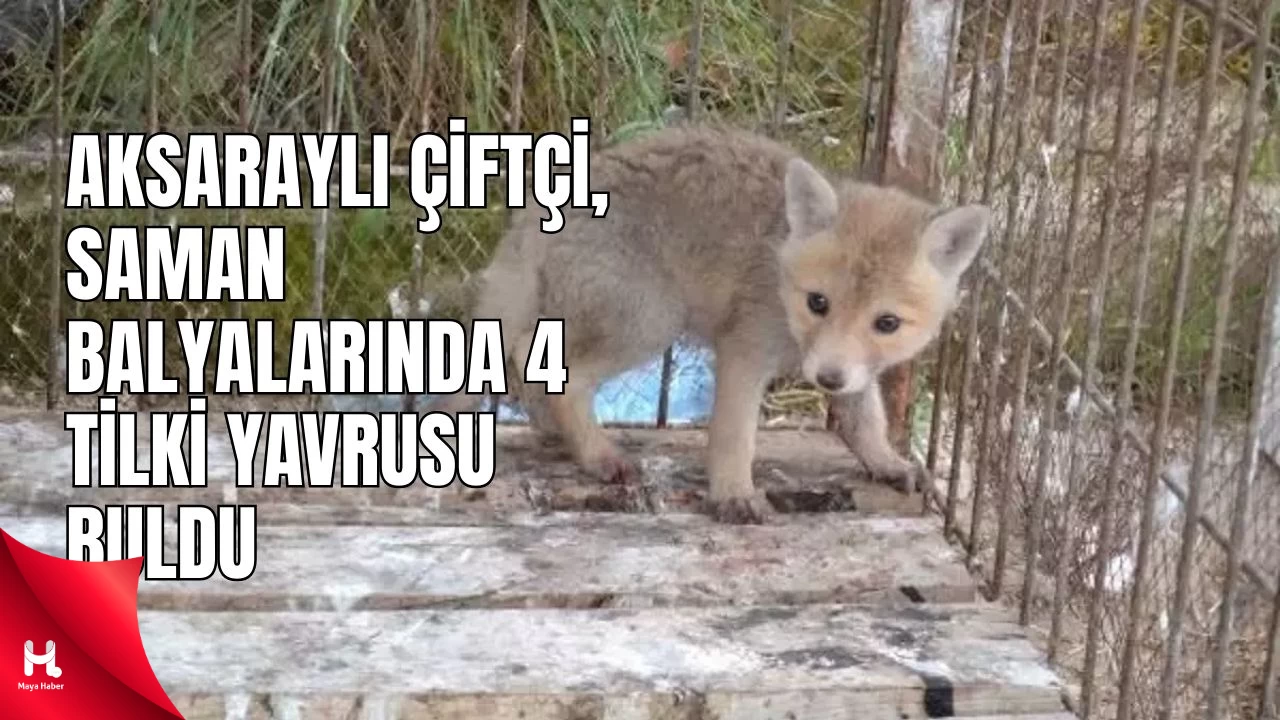 Aksaraylı Çiftçi, Saman Balyalarında Tilki Yavruları Buldu