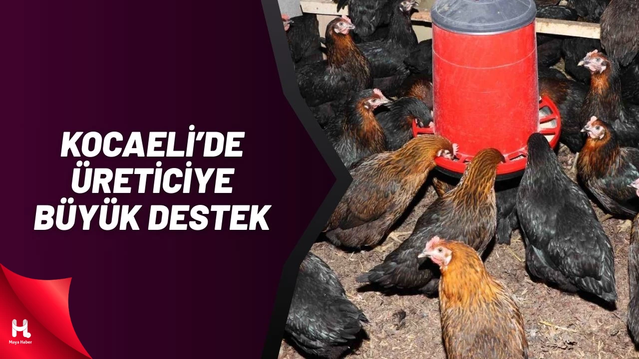Kocaeli’de Üreticiye Yüzde 50 Hibeli Yumurta Tavuğu Desteği