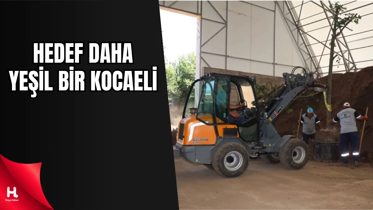 Başiskele Kavşağı Koridor Projesi’nde Ağaçlar Koruma Altında