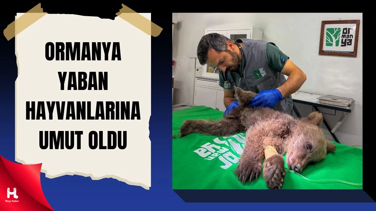 Sakarya’da Yavru Boz Ayı Ormanya’da Tedavi Ediliyor