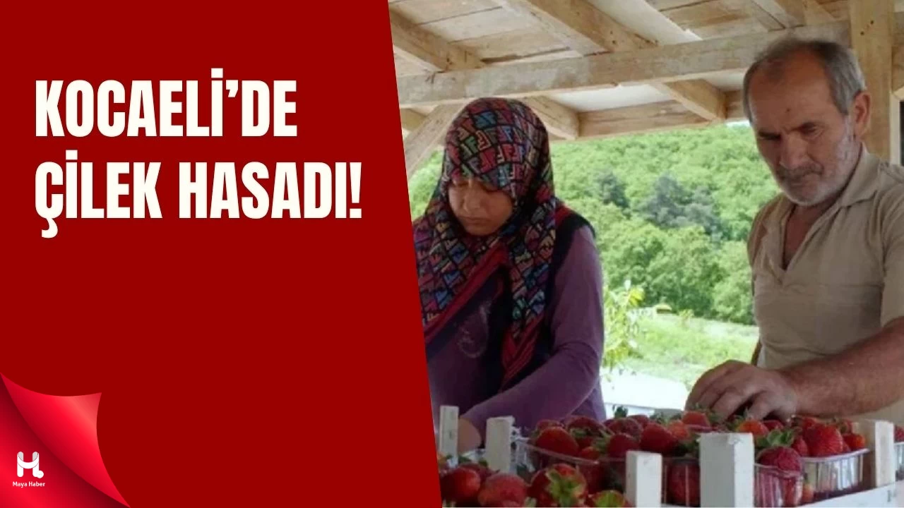 Kocaeli'de İlk Hasat Başladı! Lezzetiyle Pazarda Fark Yaratıyor