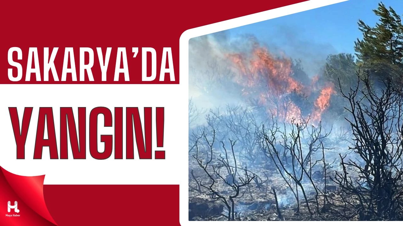 Orman Yangını Sakarya'da 2 Mahalleyi Tahliye Etti, Bilecik Tehlikede!