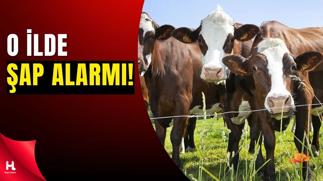 Artvin'de Şap Alarmı: Hayvan Hareketleri Durduruldu