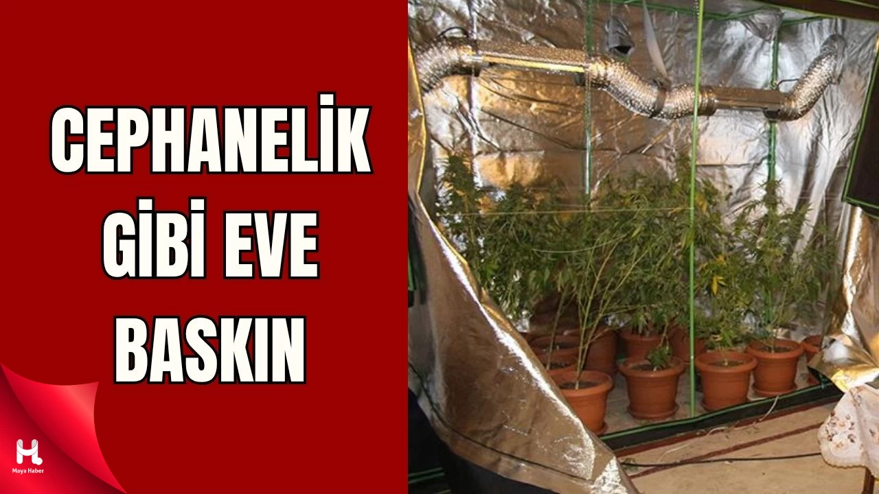 Kocaeli'de kenevir tarlası ve silah deposu eve büyük operasyon!