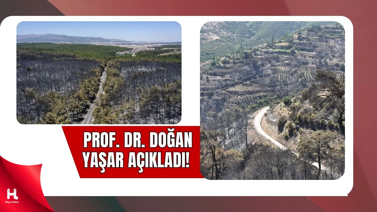 İzmir'de Orman Yangınlarında Yanan Alan Rekor Kırdı!