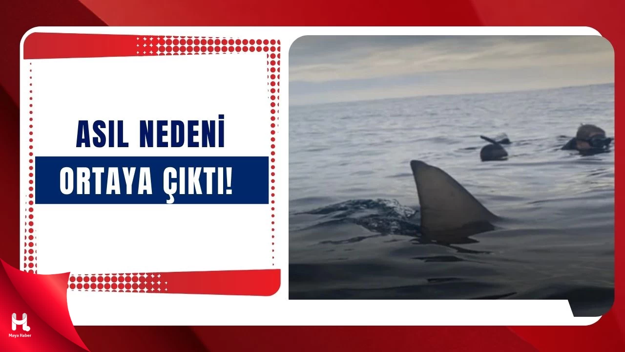 İstanbul Kıyılarına Köpek Balıkları İstila Etti!