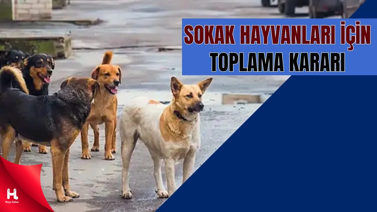 İstanbul Valiliği, Sokak Hayvanlarını Toplatma Kararı Aldı