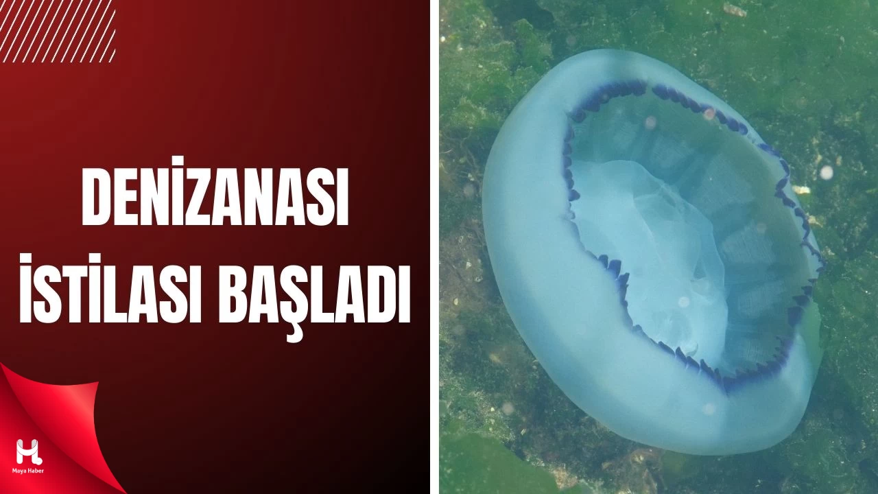 Müsilaj Bitti, Denizanası Kabusu Başladı!