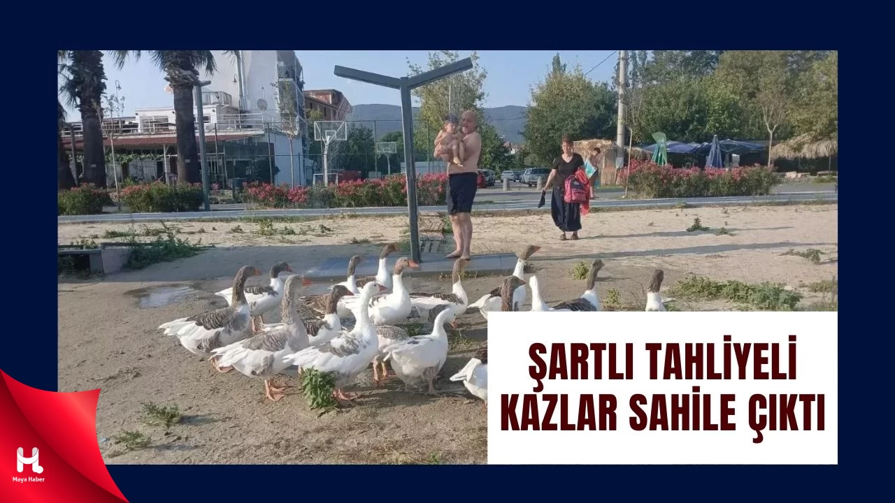 Şartlı Tahliye Olan Kazlar Yine Sahile İndi