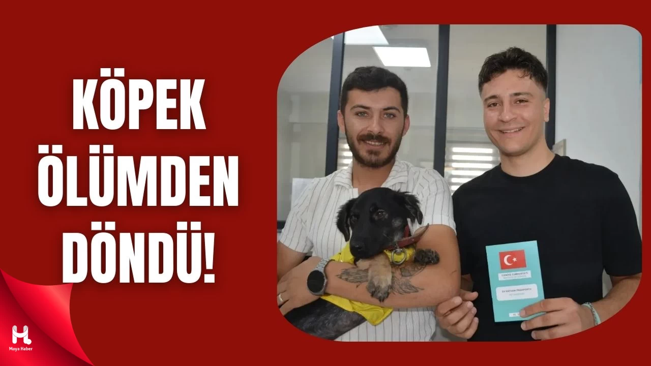 Kocaeli’de Zifte Saplanmış Yavru Köpek Yeni Yuvasına Kavuştu
