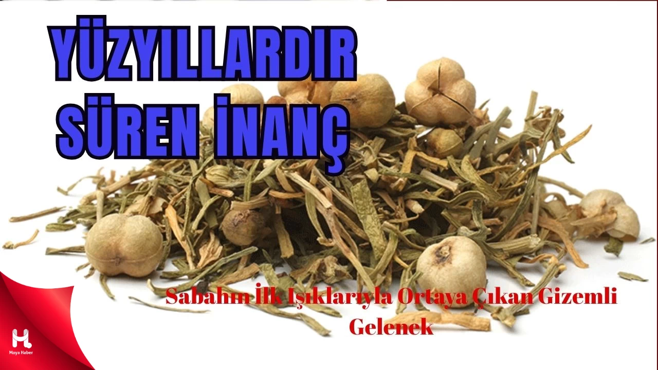 Dağlardan Toplanıyor, Buketi 100 TL
