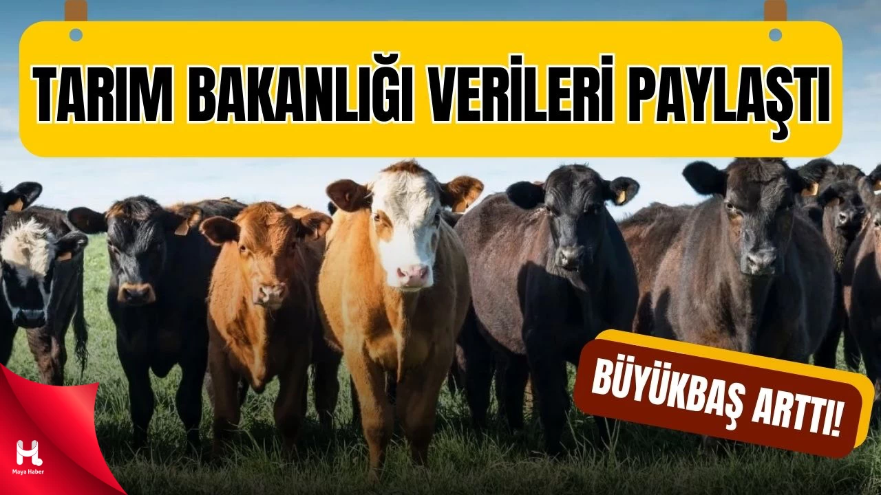 Türkiye’nin 2024 Hayvan Varlığı Raporu Açıklandı
