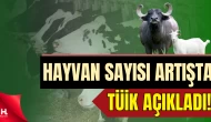 TÜİK açıkladı: Büyükbaş Hayvan Sayısında Yüzde 4,3 Arttış Yaşandı