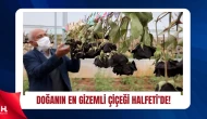 Halfeti’de Efsane Karagül İçin Hasat Sezonu Başladı