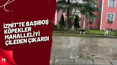 İzmit’te Başıboş Köpekler Mahalleliyi Çileden Çıkardı