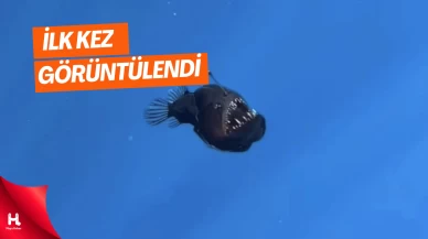 Derin Deniz Canavarı Gün Yüzüne Çıktı!