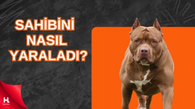 Pitbull Sahibinin Silahını Ateşledi!