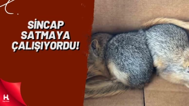 Adana'da Sincap Satmaya Çalışan Şahsa 30 Bin TL Ceza