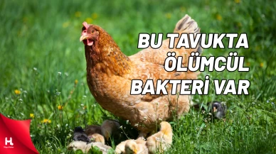 O Markanın Tavuklarında Ciddi Sağlık Riski Var!