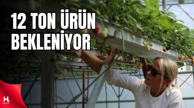 Yalova'da Topraksız Tarım Başladı