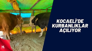 Kocaeli’de Kurbanlık Mesaisi Başladı: Fiyatlar 23 Bin TL’den Başlıyor