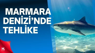 Marmara Denizi’nde tehlike çanları: Köpek balıkları alarm veriyor!