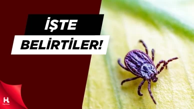 Kenelerin Bulaştırdığı Hastalık Nasıl Anlaşılır?