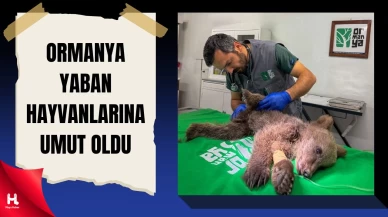 Sakarya’da Yavru Boz Ayı Ormanya’da Tedavi Ediliyor