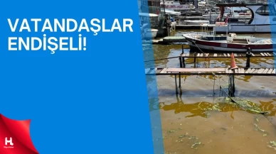 İzmit Körfezi’nde Deniz Yüzeyi Kahverengiye Döndü