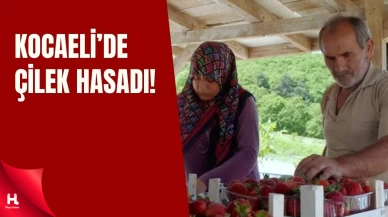 Kocaeli'de İlk Hasat Başladı! Lezzetiyle Pazarda Fark Yaratıyor