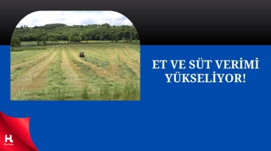 Kocaeli’de Süt Otu Hasadı Başladı: 1.782 Çiftçiye Destek Sağlandı