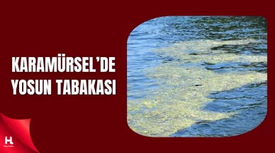 Karamürsel'de Yosun Tabakası Sahili Kapladı: Vatandaşlar Tedirgin