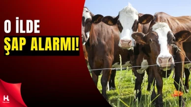 Artvin'de Şap Alarmı: Hayvan Hareketleri Durduruldu