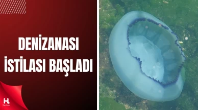 Müsilaj Bitti, Denizanası Kabusu Başladı!