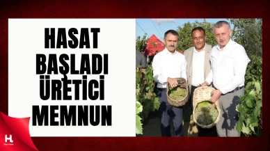 Kocaeli Bağlarında Hasat Sevinci: Üretici Memnun, Destek Sürüyor