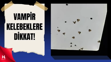 Vampir Kelebek İstilası Doğu Karadeniz'i Vurdu