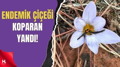 Sonbaharın Nadir Güzelliği Sultan Çiğdemi İçin Sıkı Denetim