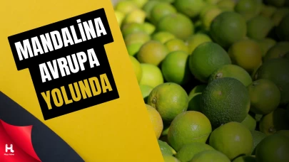 Erkenci Mandalina Sezonu Üreticinin Yüzünü Güldürdü